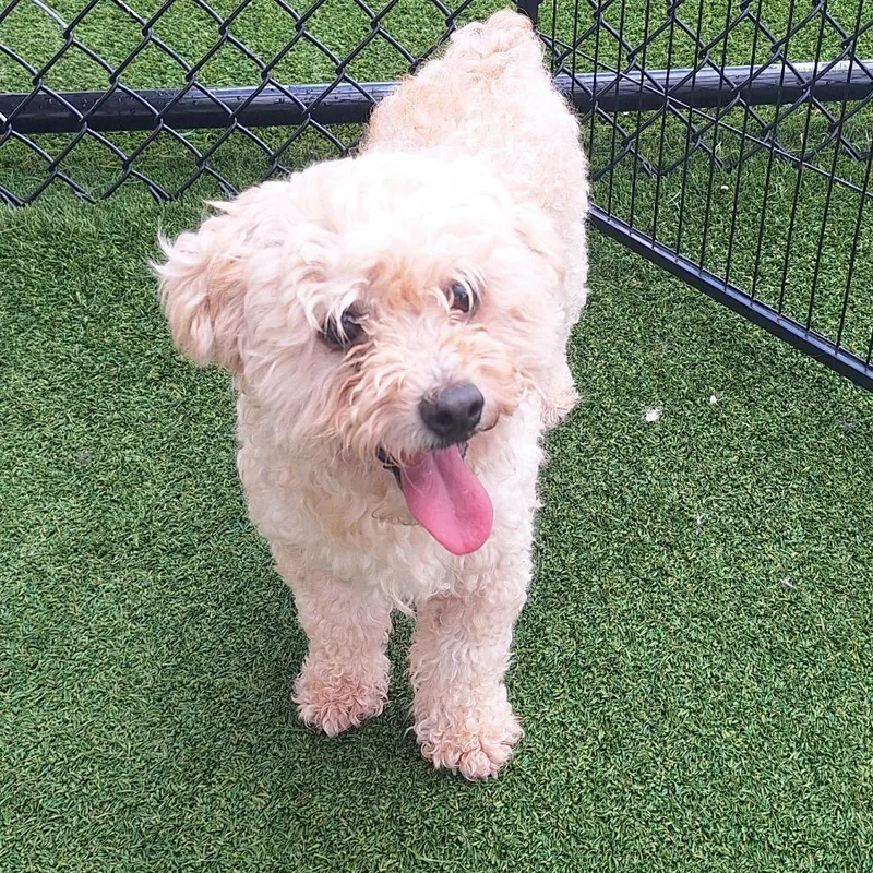 An adult small-sized male White / Cream Toy Poodle dog named Amos Oakley for adoption in LOXAHATCHEE, FL