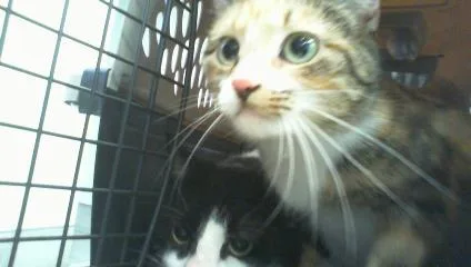 An adult large-sized female Domestic Short Hair cat named Khaleesi for adoption in Charlotte, NC