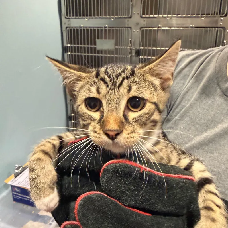 A baby small-sized male Buff / Tan / Fawn Domestic Short Hair cat named Soy Bean for adoption in Chattanooga, TN