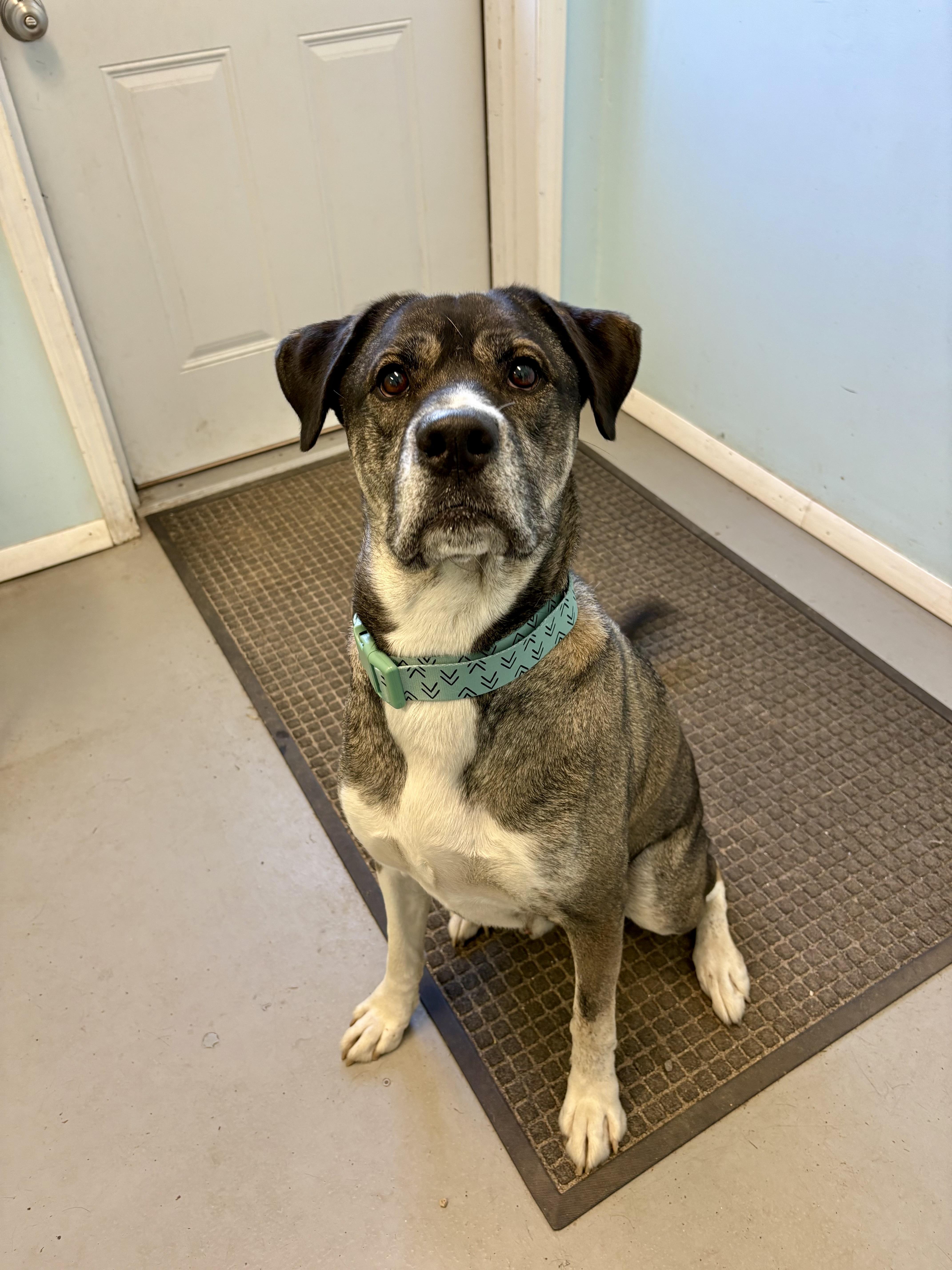 An adult large-sized male Mixed Breed dog named Rocky for adoption in Big Rapids, MI