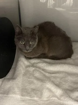An adult small-sized female Domestic Short Hair cat named Dora for adoption in Gastonia, NC