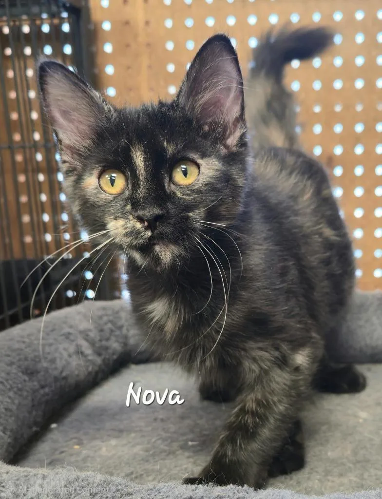 A baby medium-sized female Domestic Short Hair cat named Nova for adoption in Cedar Rapids, IA