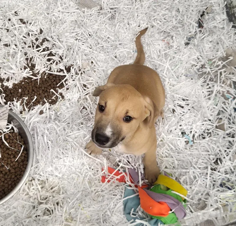 Nala thumbnail 3
