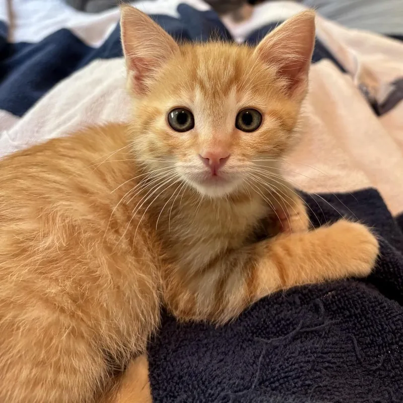 A baby small-sized female Orange / Red Domestic Short Hair cat named Scribble for adoption in Point Richmond, CA