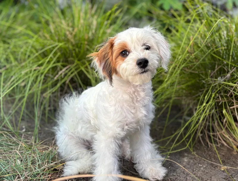 A young small-sized male Poodle dog named Umbrella for adoption in Palo Alto, CA