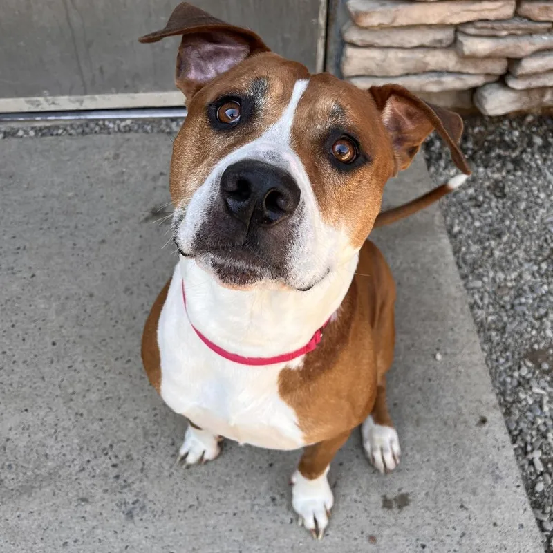 An adult medium-sized male Brown / Chocolate Mixed Breed dog named Remi for adoption in Fairport, NY