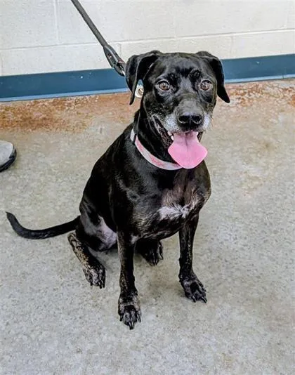 An adult medium-sized female Mixed Breed dog named Skyy for adoption in Independence, MO