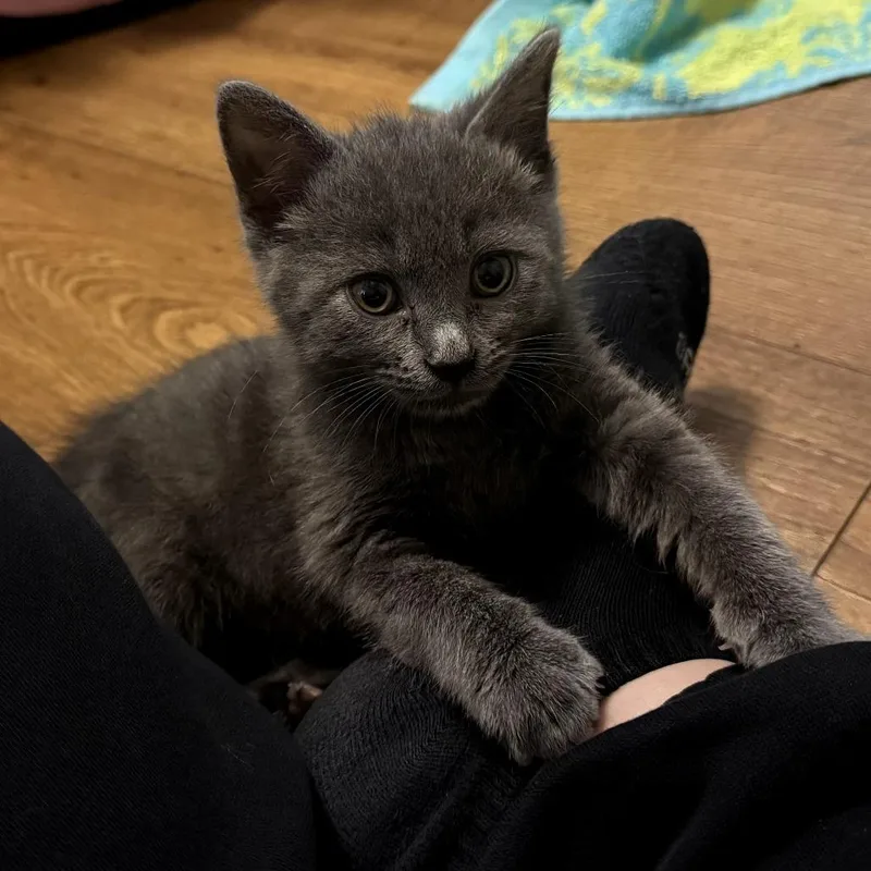 A baby small-sized female Gray / Blue / Silver Domestic Short Hair cat named Cindy for adoption in Waldorf, MD
