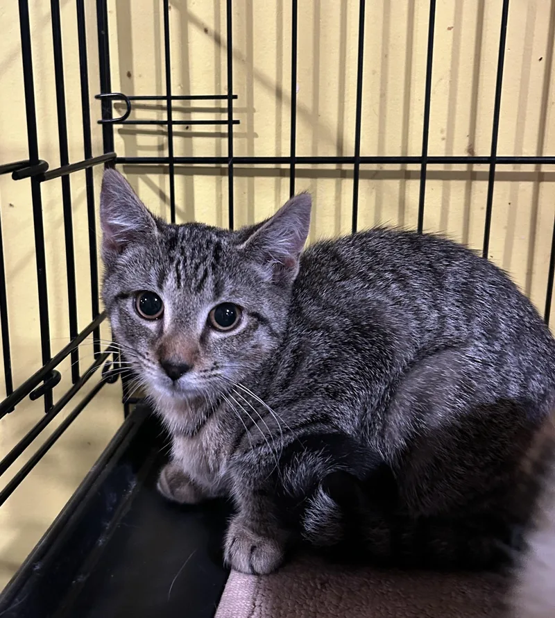 A baby small-sized male Domestic Short Hair cat named Mandolyn for adoption in Havertown, PA