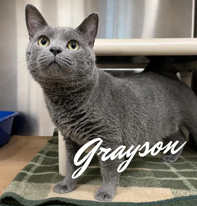 A young medium-sized male Gray / Blue / Silver Domestic Short Hair cat named Grayson for adoption in Nevada, IA