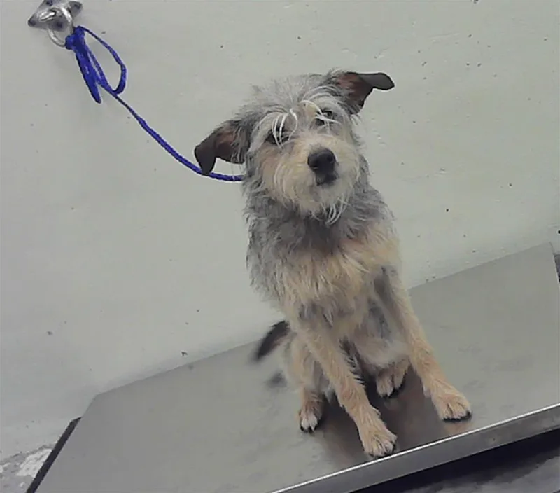 A young medium-sized female Airedale Terrier dog named Ella Mae for adoption in Houston, TX