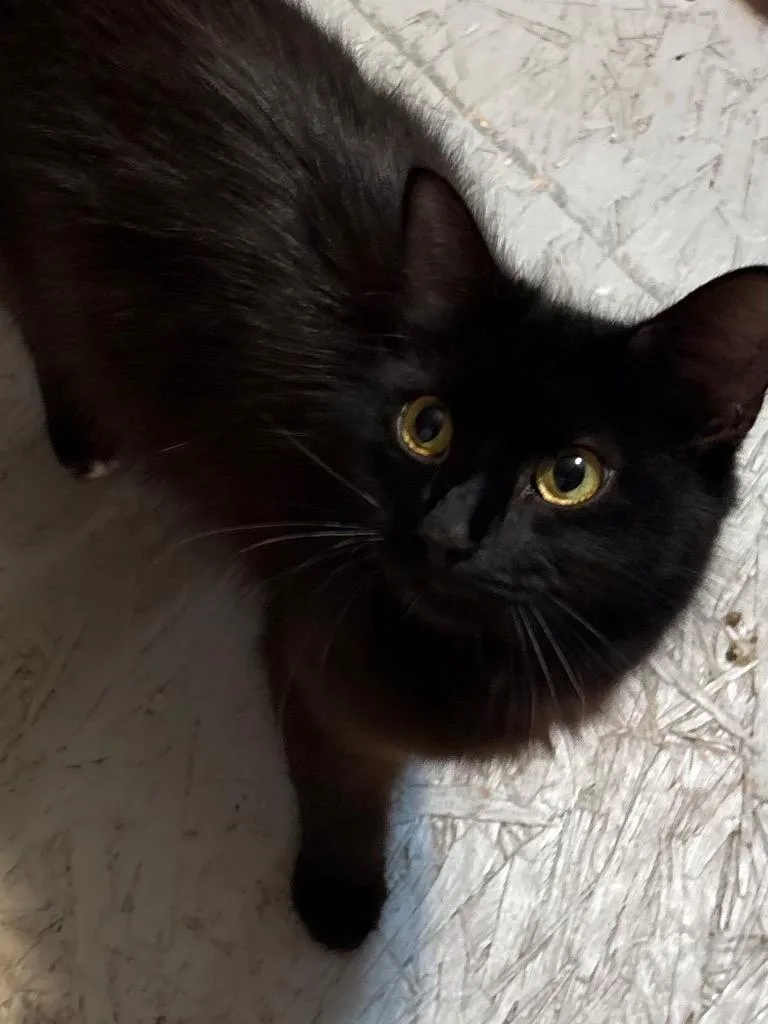 A young small-sized female Domestic Long Hair cat named Jezebel for adoption in Brookhaven, MS