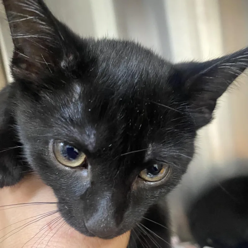 A baby small-sized female Black Domestic Short Hair cat named Minnie for adoption in Blairsville, GA