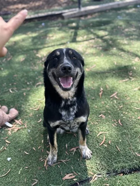 A young medium-sized female Australian Cattle Dog / Blue Heeler dog named Hazel for adoption in Fremont, CA