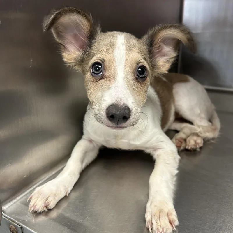 A baby small-sized female White / Cream Mixed Breed dog named Rose for adoption in St Joseph, MO