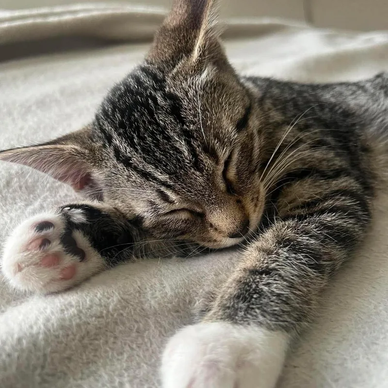 A baby small-sized female Brown / Chocolate Domestic Short Hair cat named Brioche for adoption in Plainfield, IL