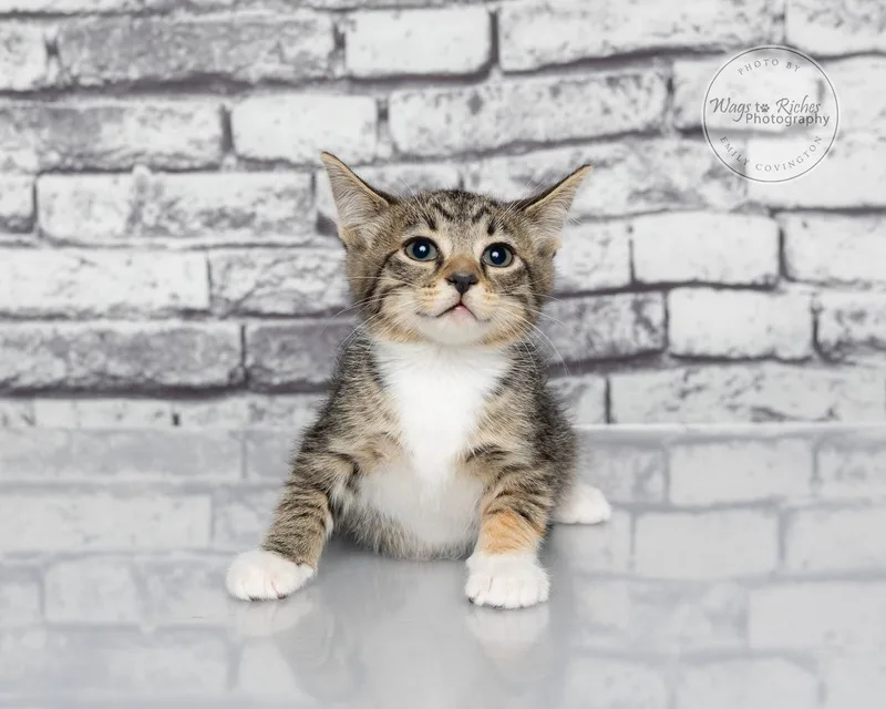 A baby medium-sized female Tabby (Orange / Red) Torbie cat named Angie for adoption in Tuscaloosa, AL