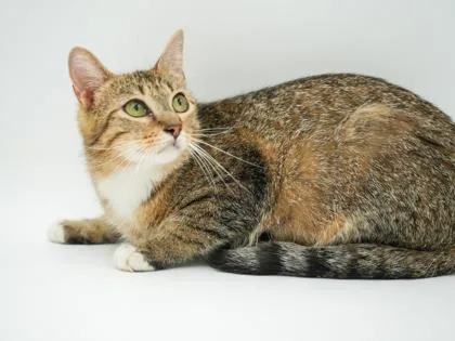 An adult small-sized female Domestic Short Hair cat named Brooklyn for adoption in Bowling Green, KY