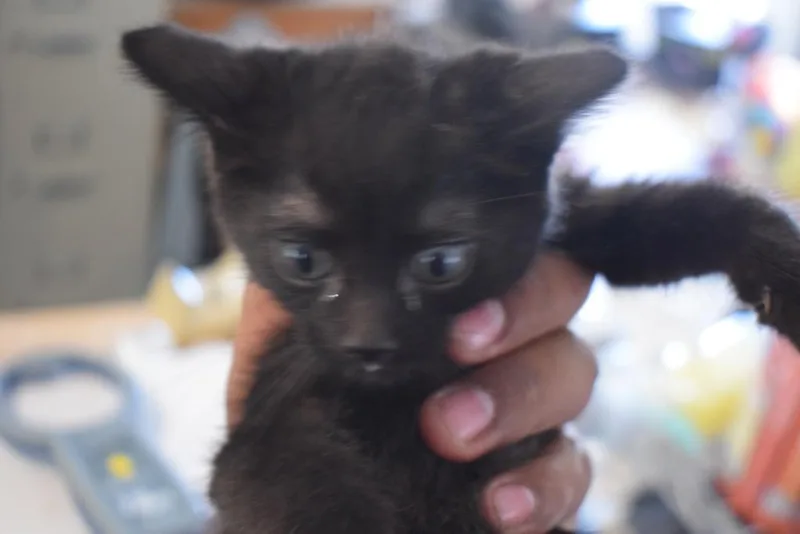 A baby medium-sized male Domestic Medium Hair cat named Pong for adoption in Pahrump, NV