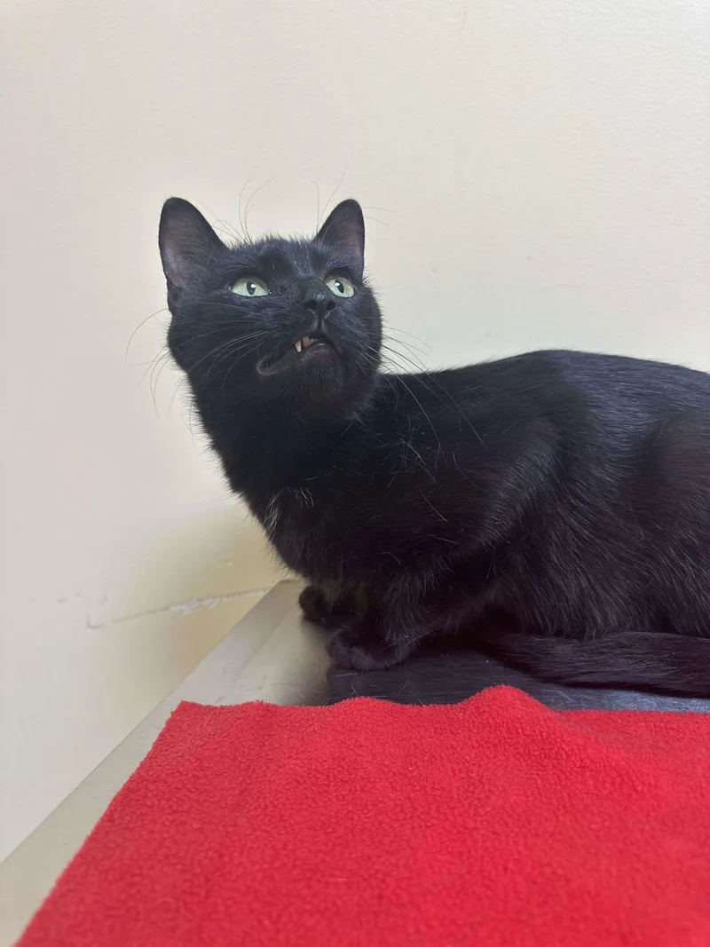 An adult medium-sized female Black Domestic Short Hair cat named Kiwi for adoption in Burton, MI