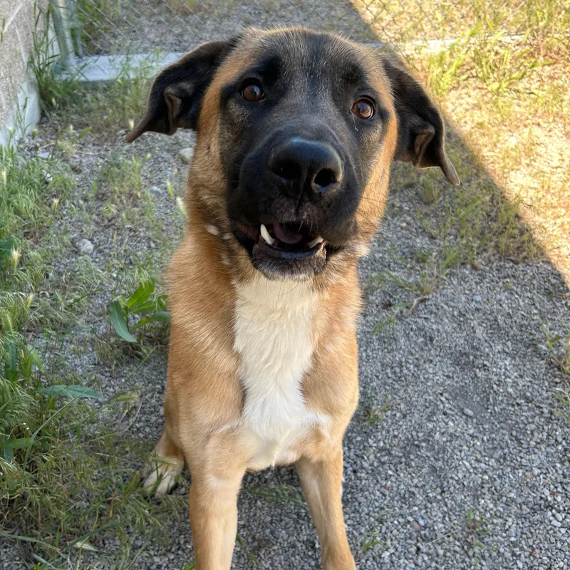 A young large-sized male Bicolor Shepherd dog named Calzone for adoption in Lindon, UT