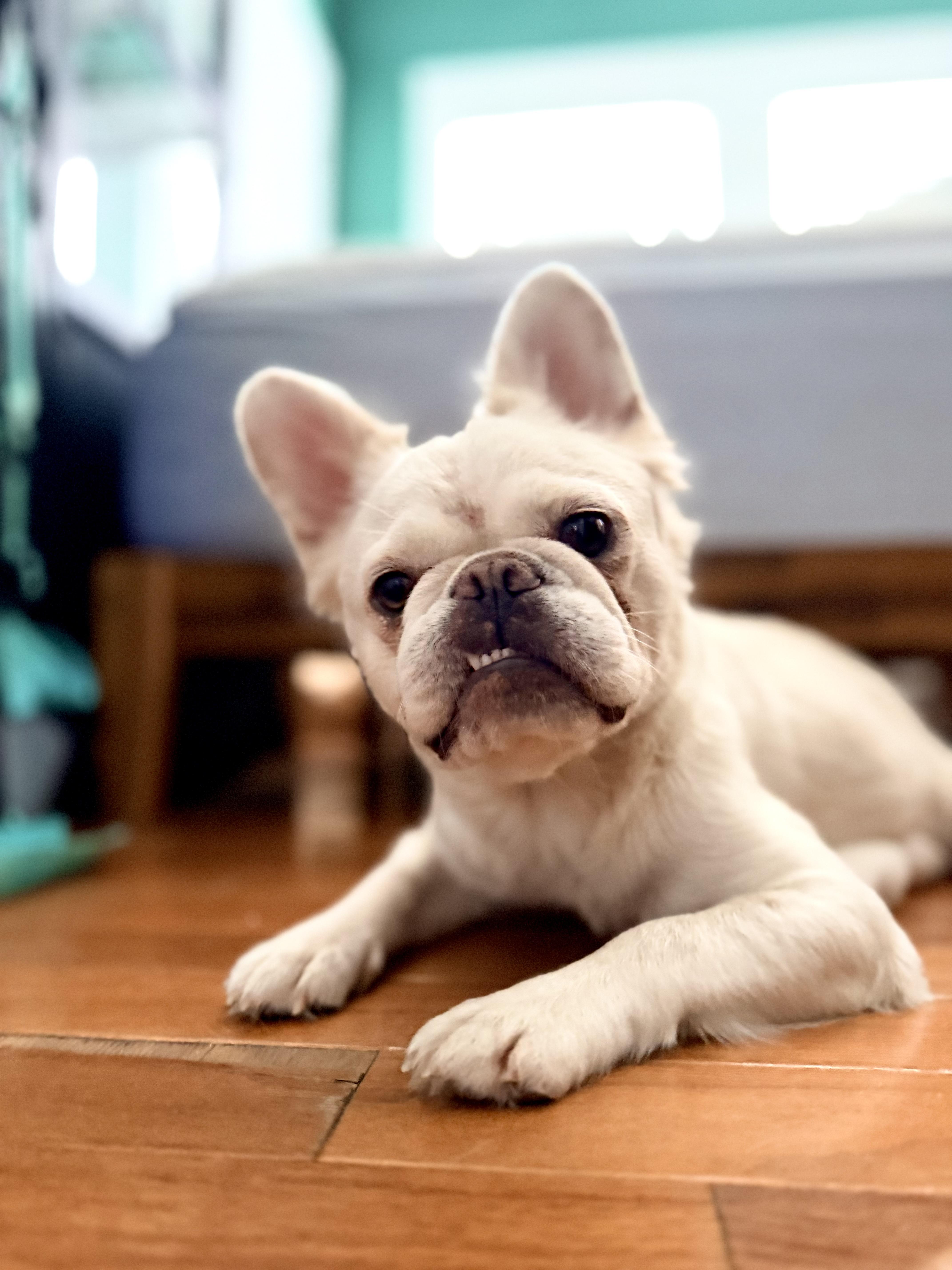 A baby small-sized female White / Cream French Bulldog dog named Mae for adoption in Tampa, FL