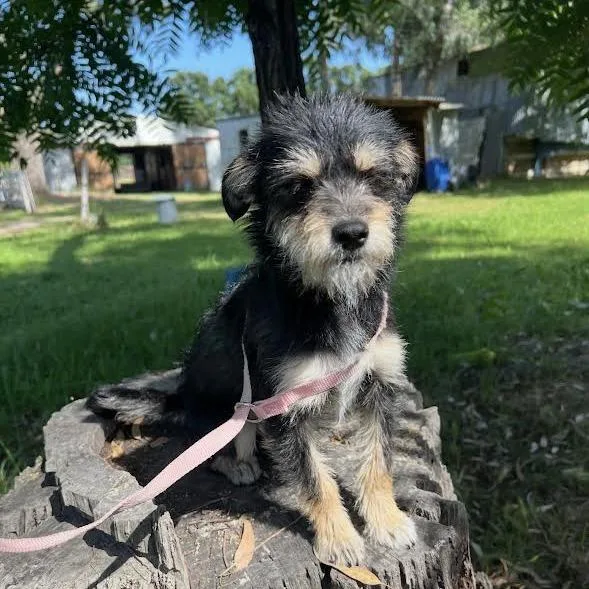 A young small-sized female Black Terrier dog named Peony for adoption in Sonoma, CA
