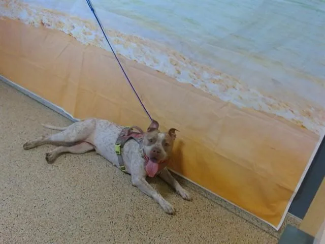 An adult large-sized female American Bulldog dog named Harley for adoption in Miami, FL