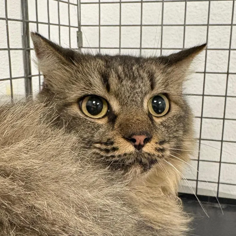 An adult medium-sized female Domestic Long Hair cat named HACCStray for adoption in Henderson, NV