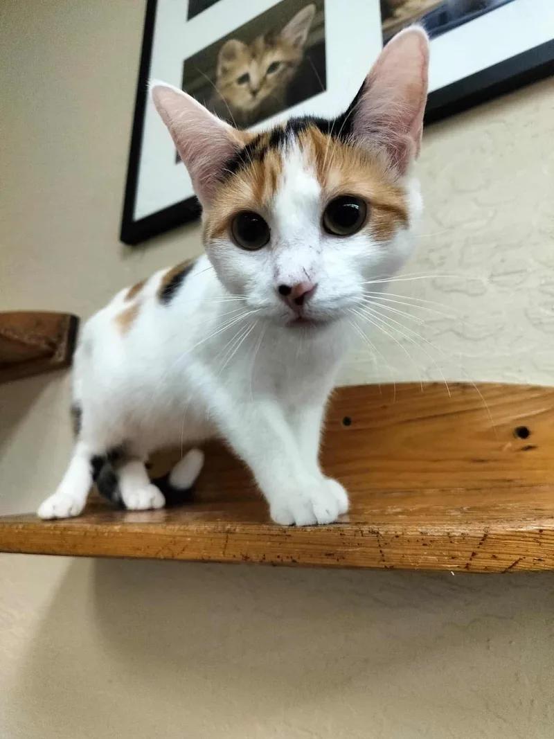 A young medium-sized female Calico cat named Sunflower for adoption in Parlier, CA