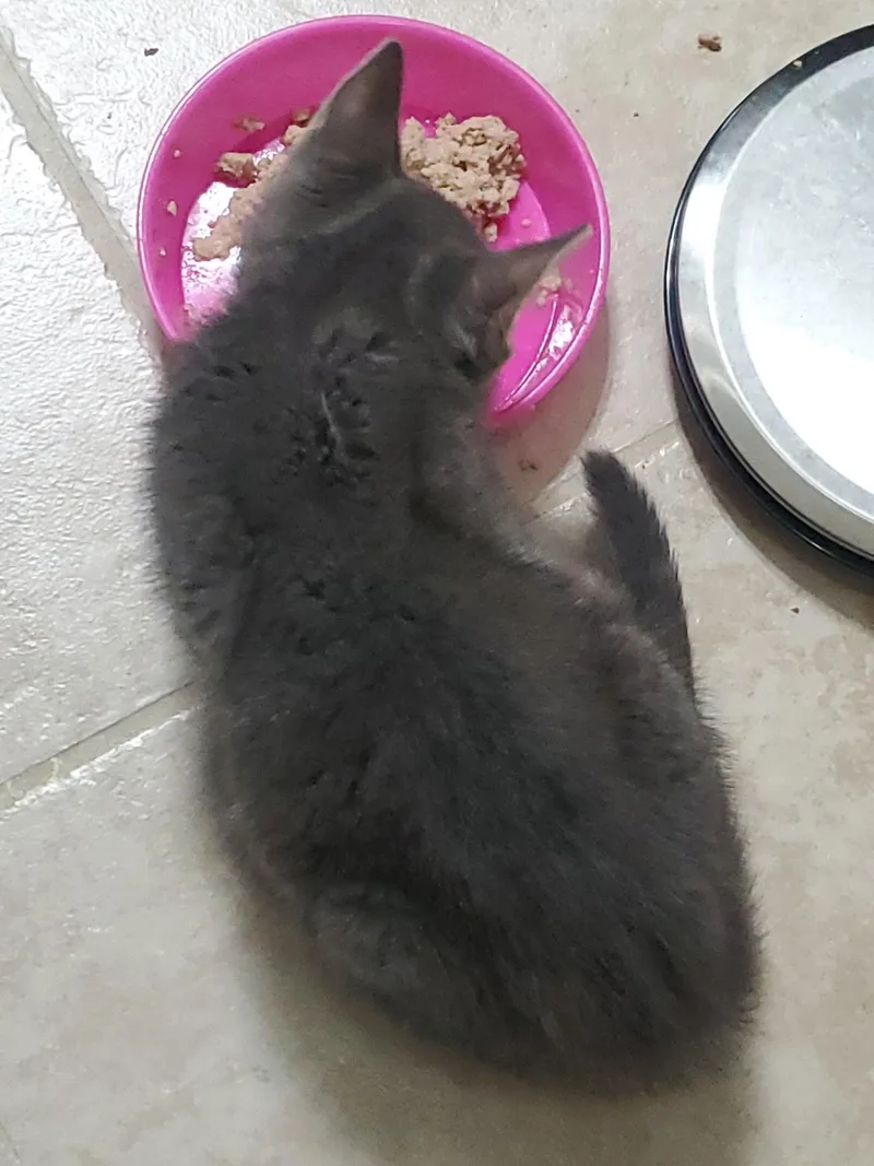 Hiccup