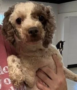 An adult small-sized female Poodle dog named Rosie for adoption in Thompson Falls, MT