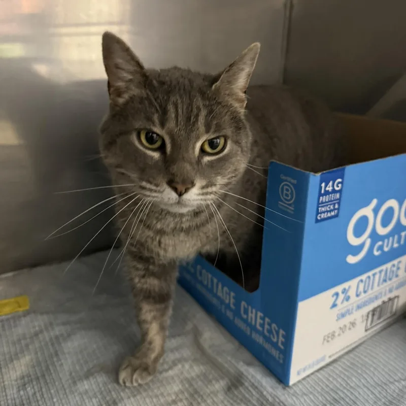 A young medium-sized female Tabby (Gray / Blue / Silver) Domestic Short Hair cat named Bertha for adoption in Grand Rapids, MI