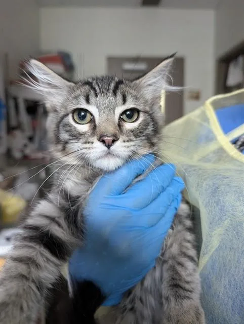 A baby small-sized male Domestic Medium Hair cat named Bone for adoption in Tucson, AZ