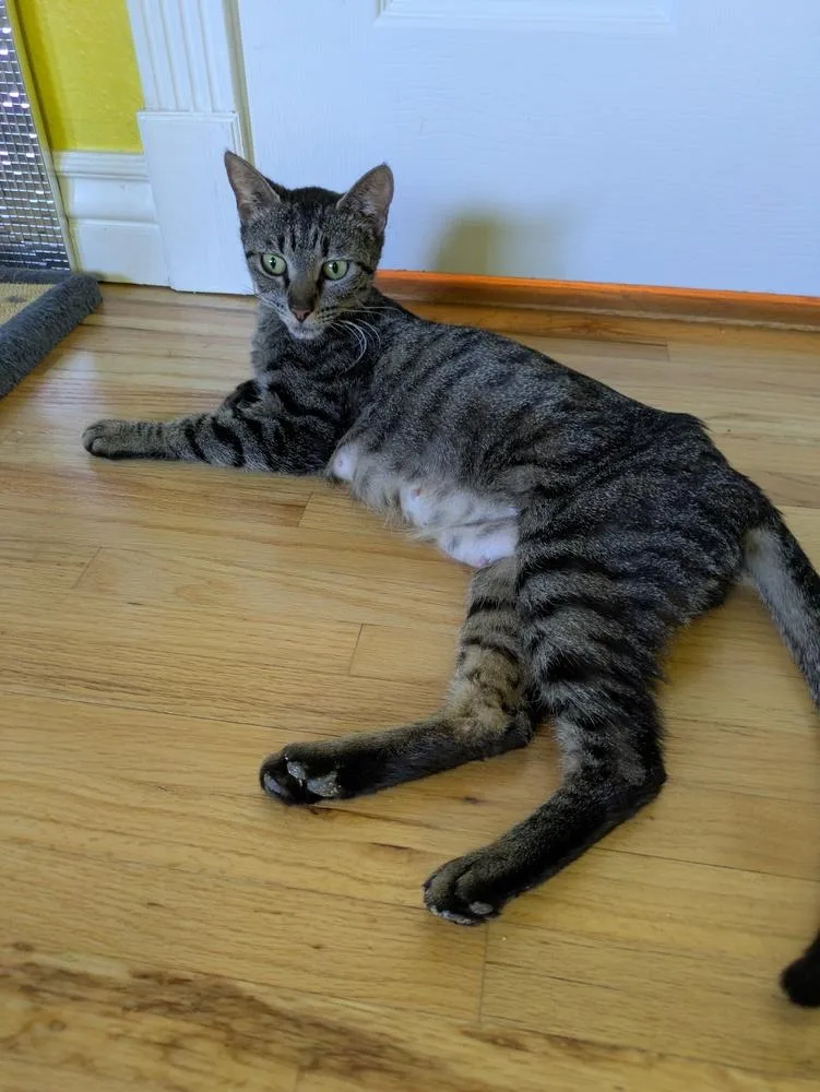 An adult medium-sized female Domestic Short Hair cat named Sweets for adoption in Aurora, CO