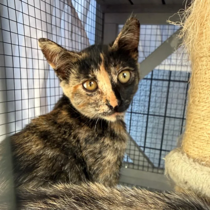 A young small-sized female Tortoiseshell Domestic Short Hair cat named Malee for adoption in Long Beach, CA