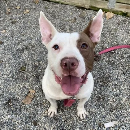 An adult medium-sized male White / Cream Mixed Breed dog named Chaz for adoption in Adrian, MI
