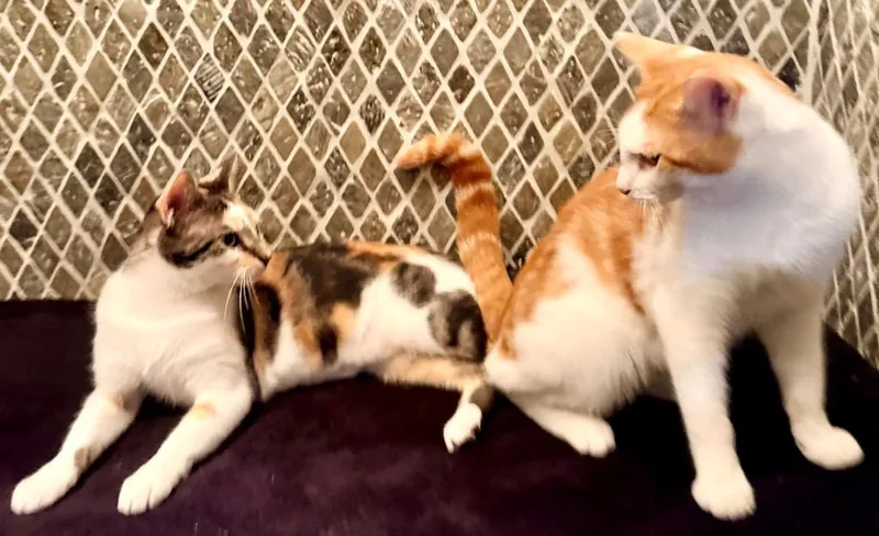 A young medium-sized female Domestic Short Hair cat named Scarlett for adoption in New York, NY