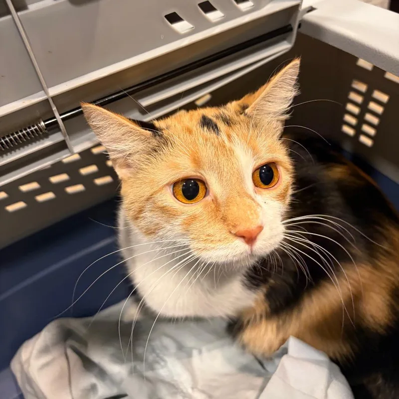 A young medium-sized female Calico Domestic Short Hair cat named Sarafina for adoption in Chattanooga, TN