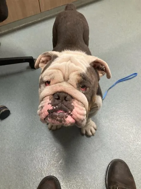 A senior medium-sized male English Bulldog dog named Mr. Hippo for adoption in Baytown, TX