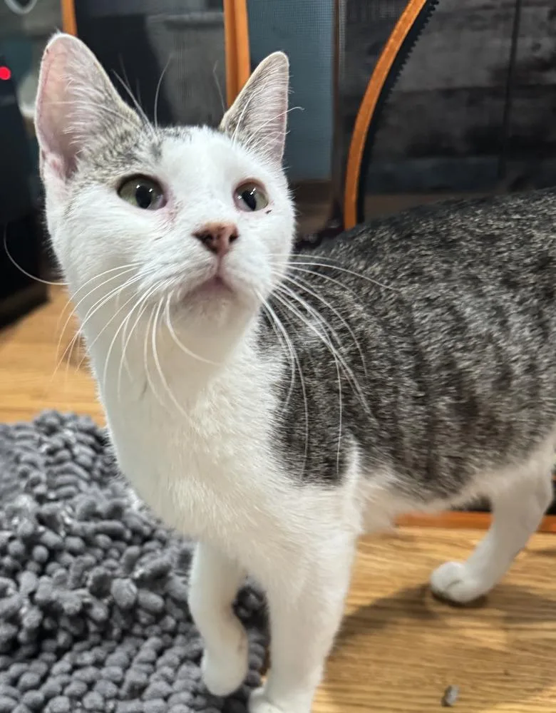 A baby small-sized female Gray & White Domestic Short Hair cat named Daisy for adoption in Chicago, IL