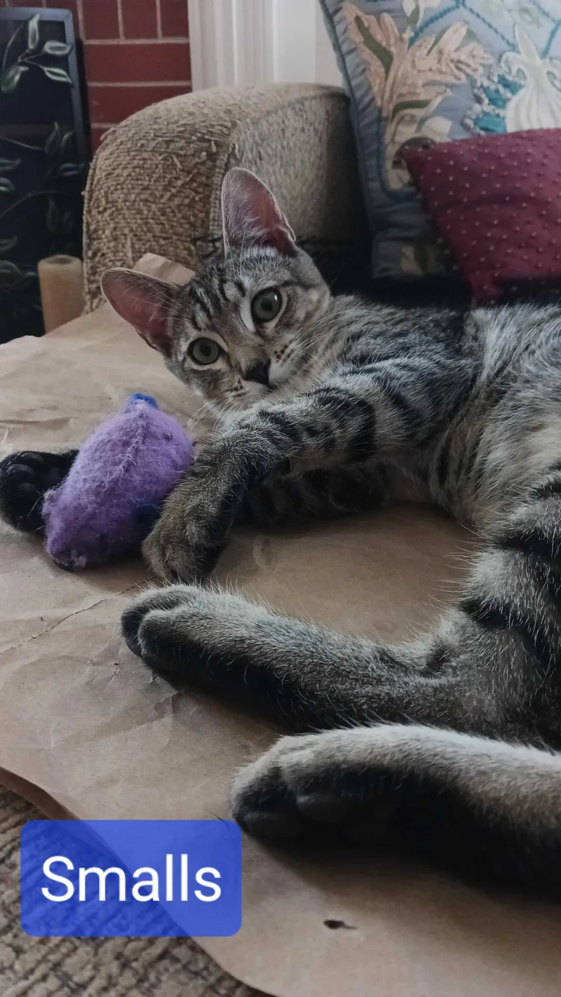 A baby medium-sized male Domestic Short Hair cat named Smalls for adoption in Tracy, CA