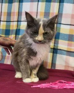 Greta