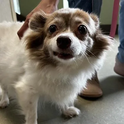 An adult small-sized female Pomeranian dog named Lula for adoption in Merriam, KS