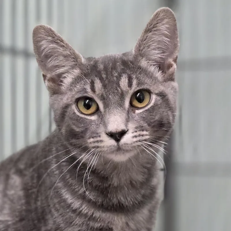 A young medium-sized female Gray / Blue / Silver Domestic Short Hair cat named Ophelia for adoption in Pittsford, VT