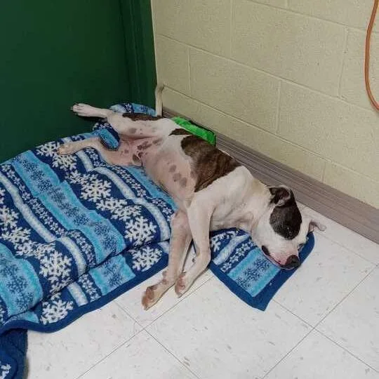 An adult medium-sized male White / Cream Pit Bull Terrier dog named Patches for adoption in Lewisburg, WV