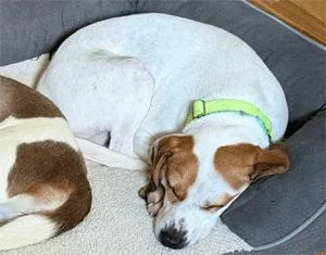 An adult medium-sized male Beagle dog named Loki for adoption in West Decatur, PA