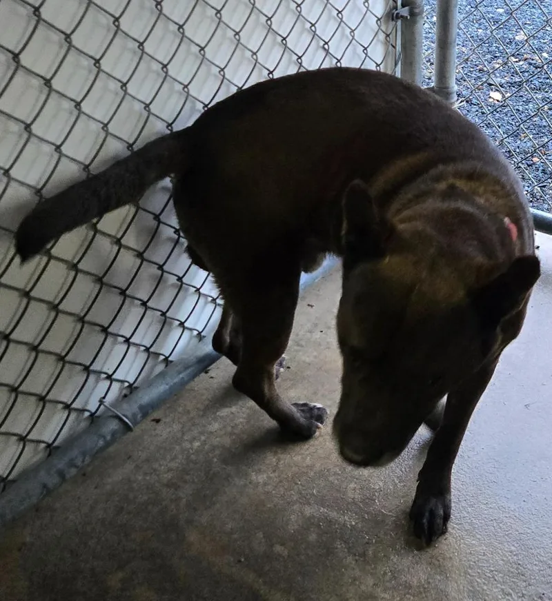 A young medium-sized male Mixed Breed dog named Hicks Rd for adoption in Mount Gilead, NC