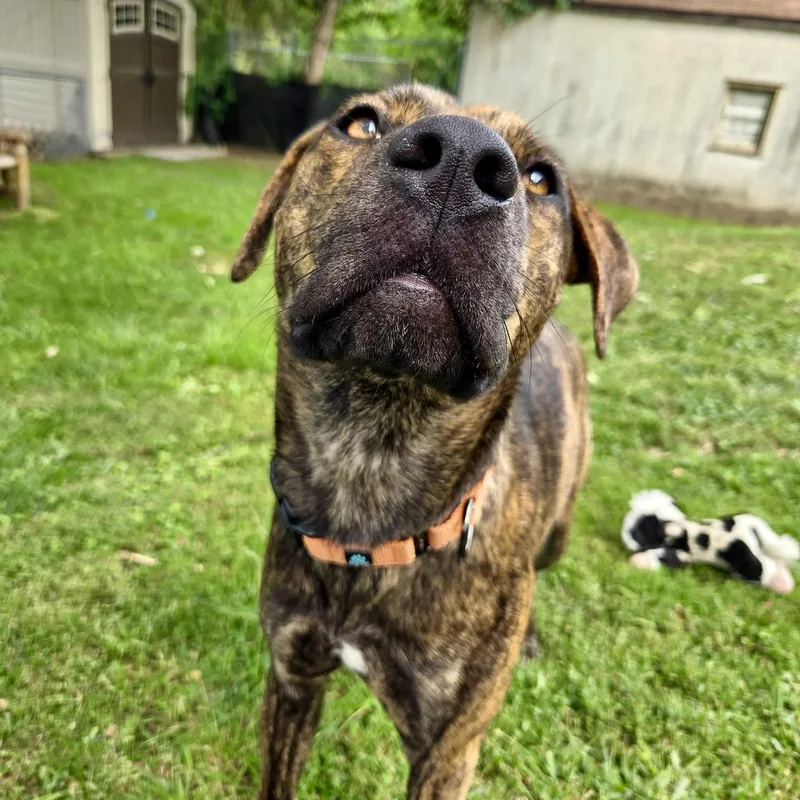 Nala