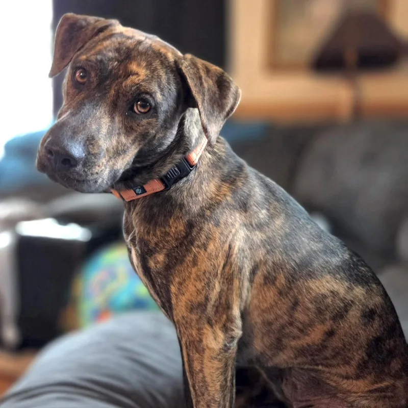 Nala thumbnail 4
